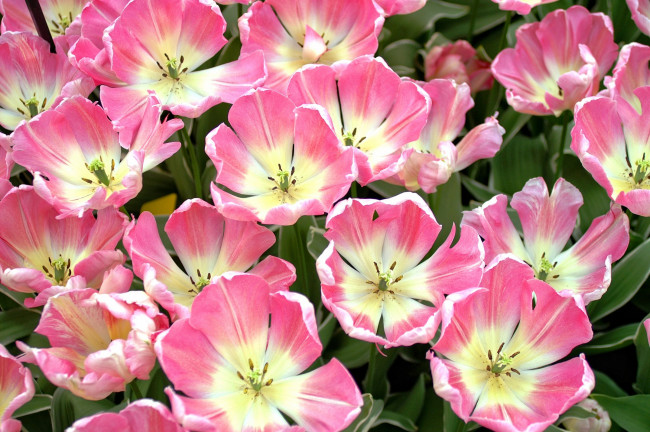 Обои картинки фото цветы, тюльпаны