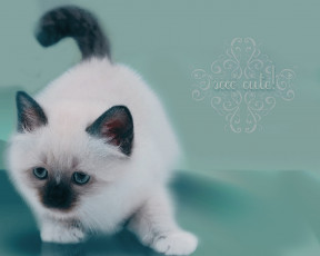 Картинка животные коты