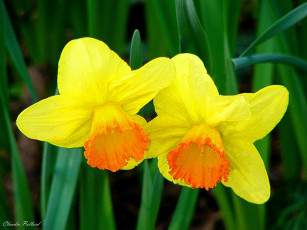 Картинка цветы нарциссы