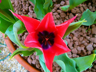 Картинка цветы тюльпаны