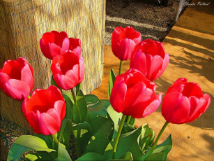 Картинка цветы тюльпаны