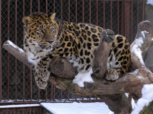 Картинка животные леопарды