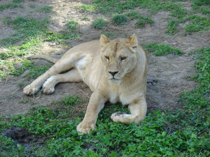 Картинка животные львы