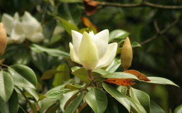 Картинка цветы магнолии