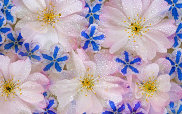 Картинка цветы разные вместе