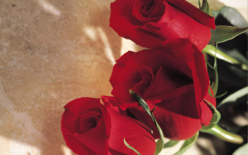 Картинка цветы розы