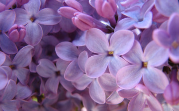 Картинка цветы сирень