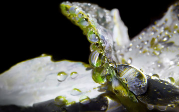 Картинка природа макро