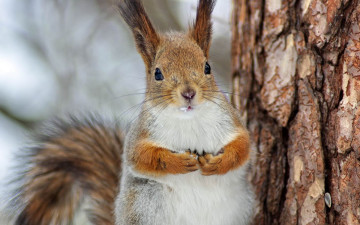 обоя животные, белки