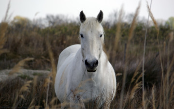 Картинка животные лошади