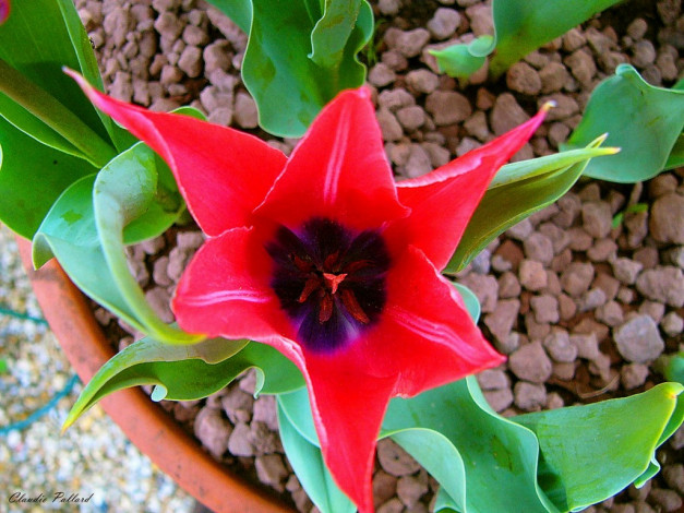 Обои картинки фото цветы, тюльпаны