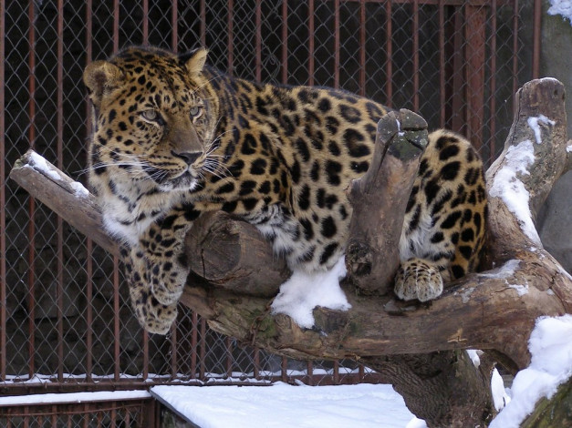 Обои картинки фото животные, леопарды