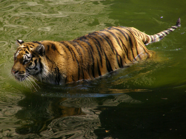 Обои картинки фото животные, тигры