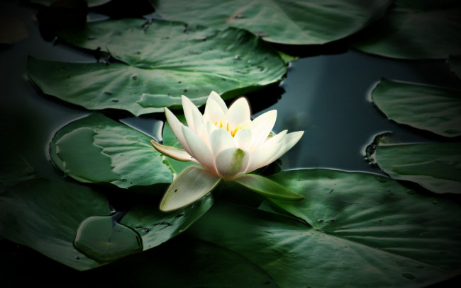 Обои картинки фото цветы, лилии, водяные, нимфеи, кувшинки