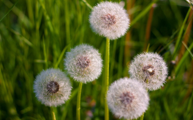 Обои картинки фото цветы, одуванчики