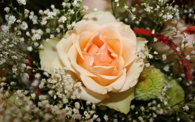 Обои картинки фото цветы, розы