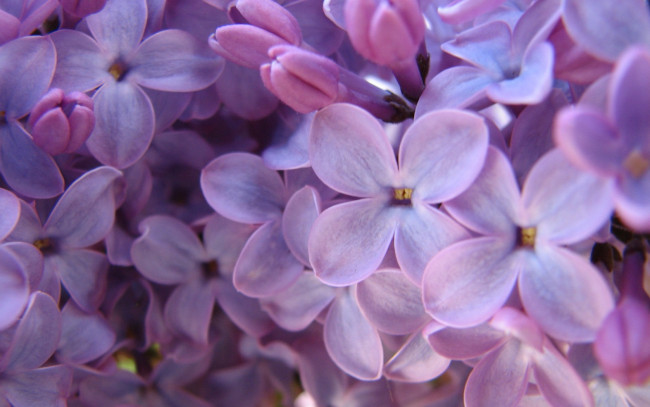 Обои картинки фото цветы, сирень