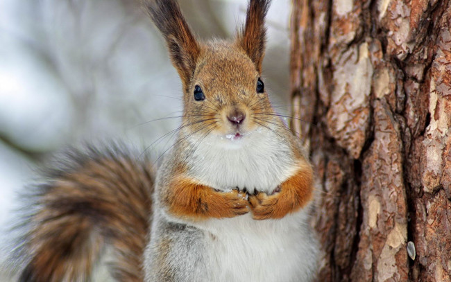 Обои картинки фото животные, белки