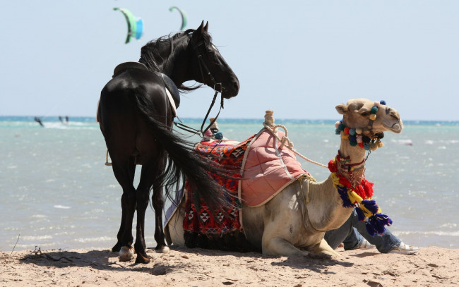 Обои картинки фото животные, разные, вместе