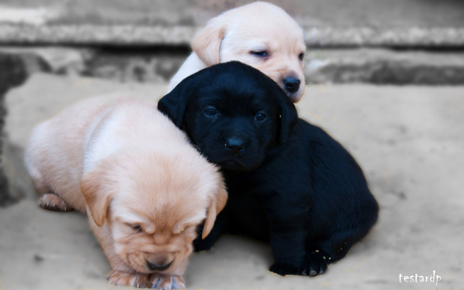 Обои картинки фото животные, собаки