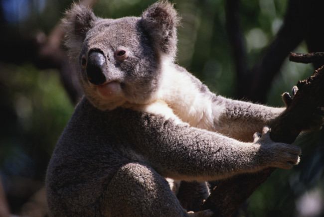 Обои картинки фото животные, коалы