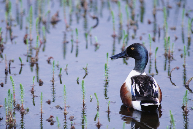 Обои картинки фото животные, утки