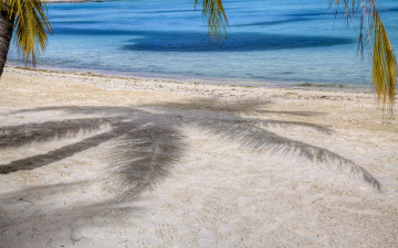 Картинка природа тропики