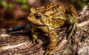 Картинка животные лягушки