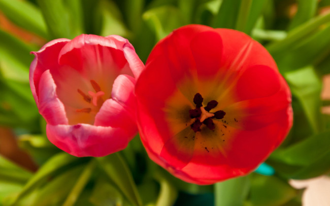 Обои картинки фото цветы, тюльпаны