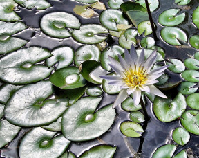 Картинка цветы лилии водяные нимфеи кувшинки