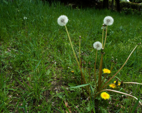 Картинка цветы одуванчики