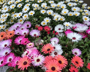 Картинка цветы разные вместе