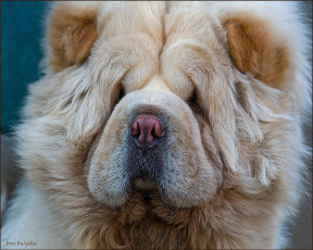 Картинка животные собаки