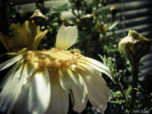 Картинка цветы ромашки