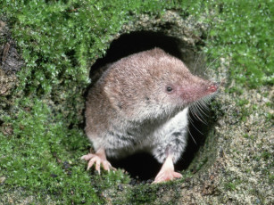 Картинка животные другое крот