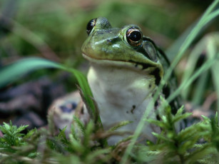 Картинка животные лягушки