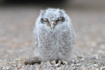 Картинка животные совы