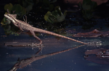 Картинка животные Ящерицы игуаны вараны