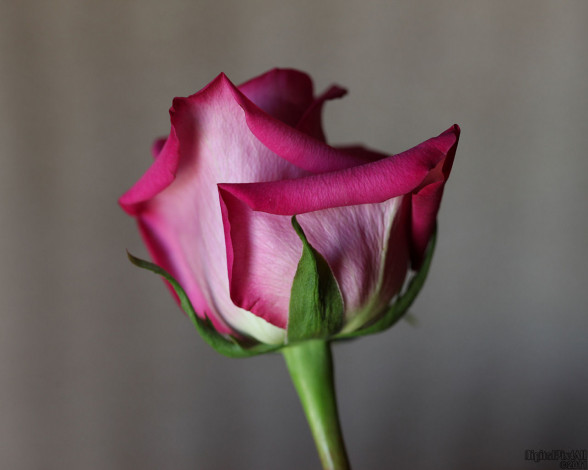 Обои картинки фото цветы, розы