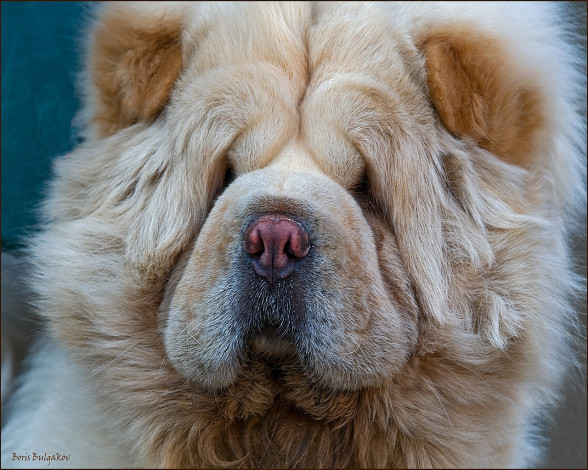 Обои картинки фото животные, собаки