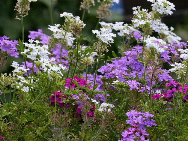 Обои картинки фото цветы, лантана, вербена