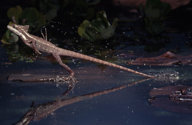 Обои картинки фото животные, Ящерицы, игуаны, вараны