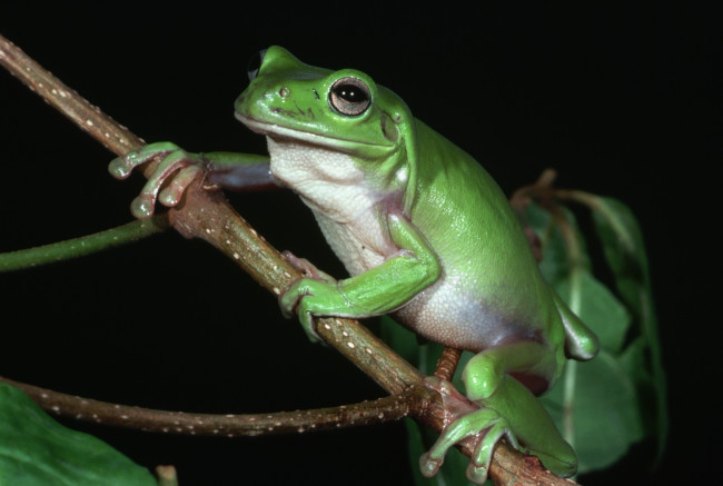 Обои картинки фото животные, лягушки