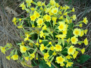 Картинка цветы примулы первоцветы