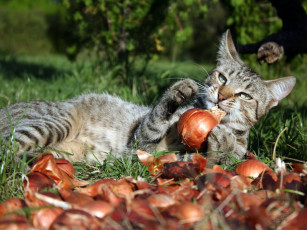 Картинка животные коты лук