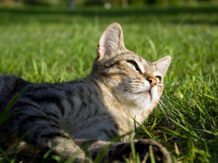 Картинка животные коты трава