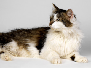 Картинка животные коты взгляд