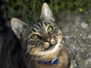 Картинка животные коты зубки морда