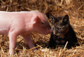 Картинка животные разные вместе поросёнок котёнок сено