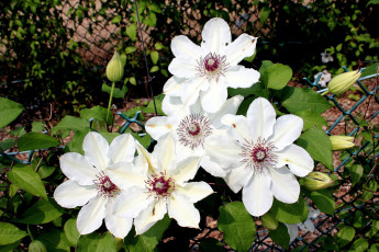 Картинка цветы клематис ломонос лепестки